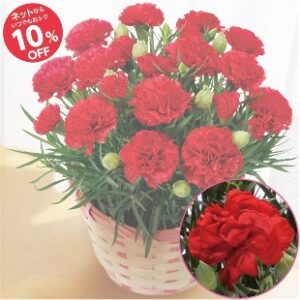 西友 母の日22 花 スイーツなどのギフト プレゼントランキング Giftify 西友 母の日22 花 スイーツなどのギフト プレゼントランキング Giftify