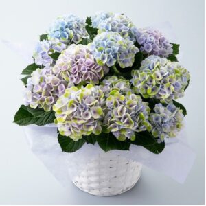 高島屋 母の日22 花 スイーツなどのギフト プレゼントランキング Giftify